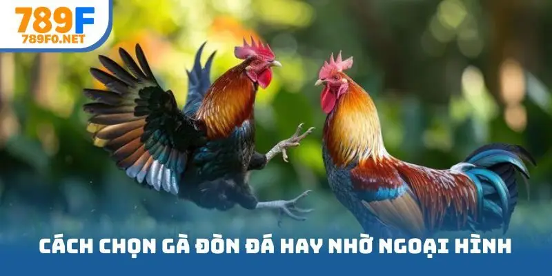 Cách chọn gà đòn đá hay nhờ ngoại hình