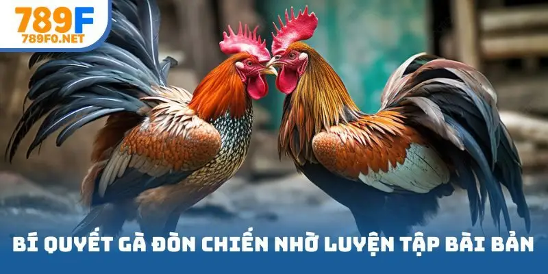 Áp dụng bí quyết gà chiến nhờ phương pháp luyện tập bài bản
