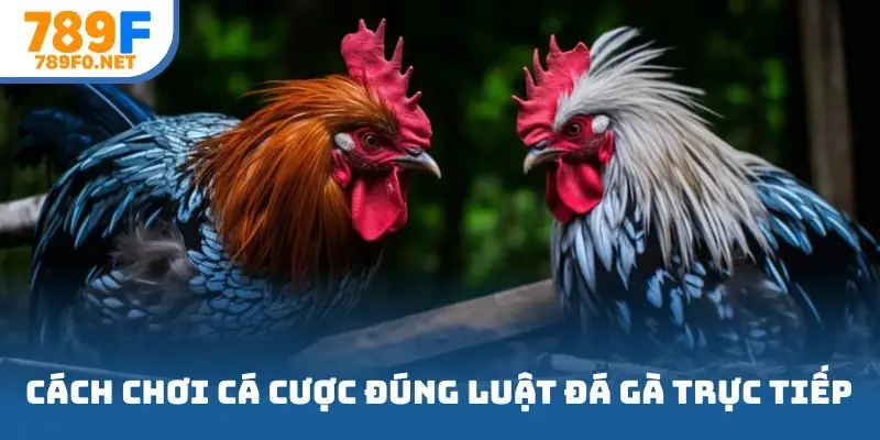 Cách chơi cá cược đúng luật đá gà trực tiếp.