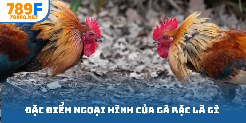 Đặc điểm ngoại hình của gà rặc là gì mà khiến sư kê yêu thích