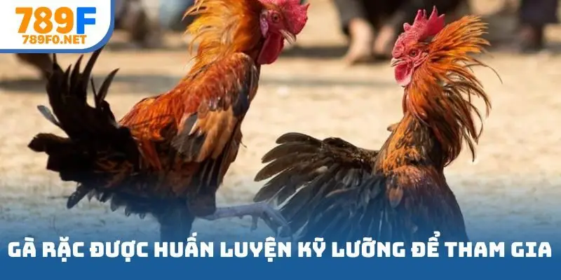 Gà rặc được huấn luyện kỹ lưỡng để tham gia đá lấy giải