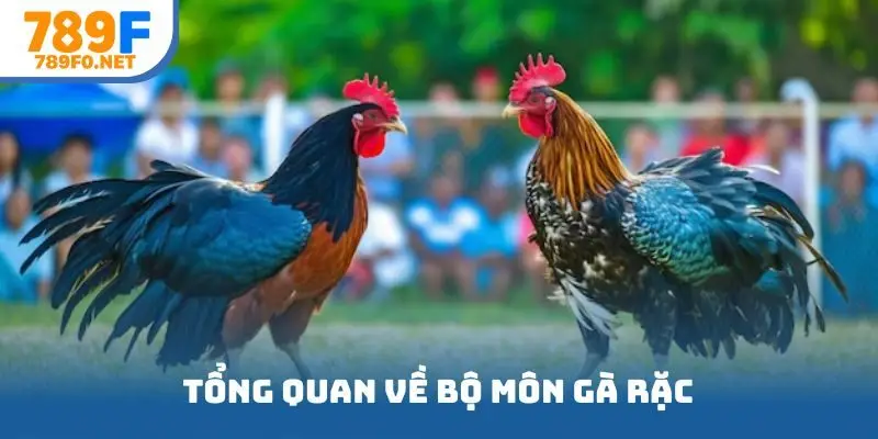 Tổng quan về bộ môn gà rặc