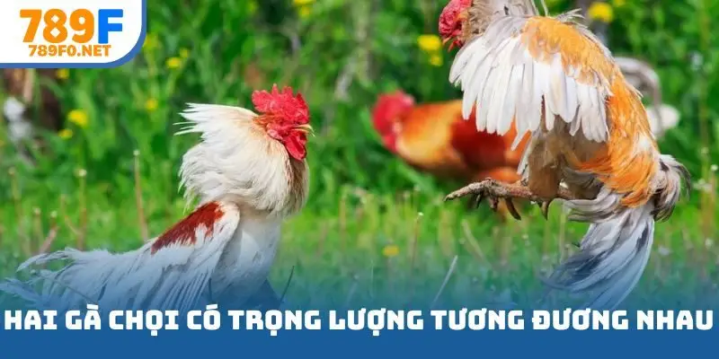 Hai gà chọi có trọng lượng tương đương nhau trước trận đấu
