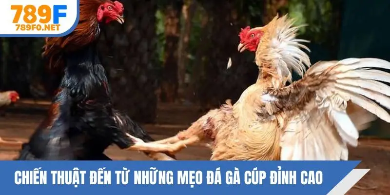 Chiến thuật đến từ những mẹo đá gà cúp đỉnh cao