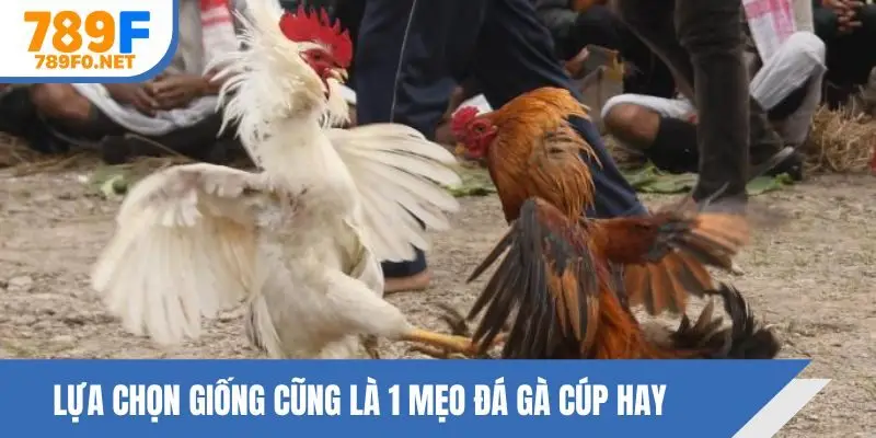 Lựa chọn giống cũng là 1 mẹo đá gà cúp hay
