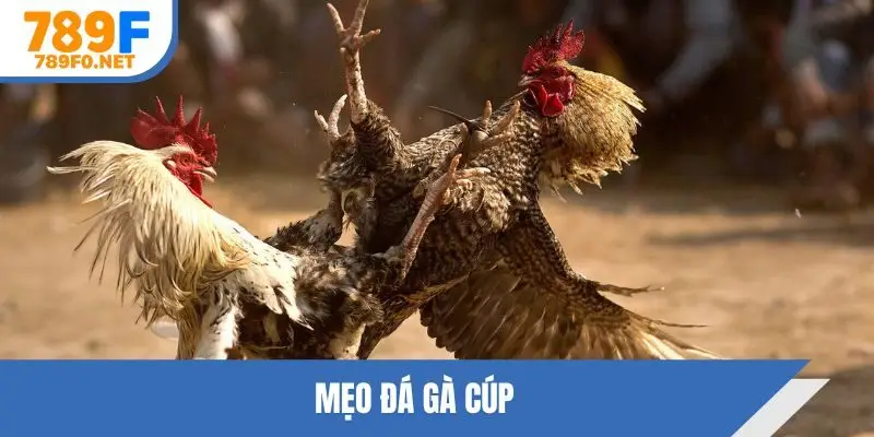 mẹo đá gà cúp