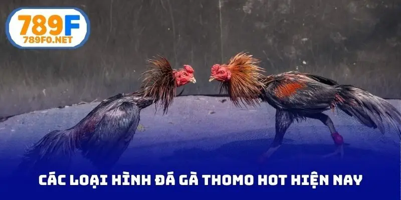 Các loại hình đá gà Thomo hot hiện nay