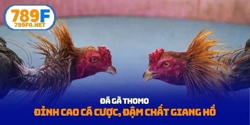 Đá gà thomo