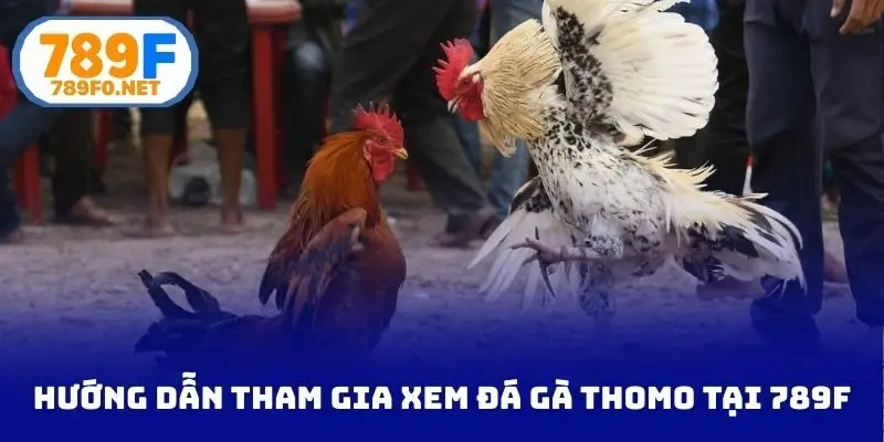 Hướng dẫn tham gia xem đá gà Thomo tại 789f