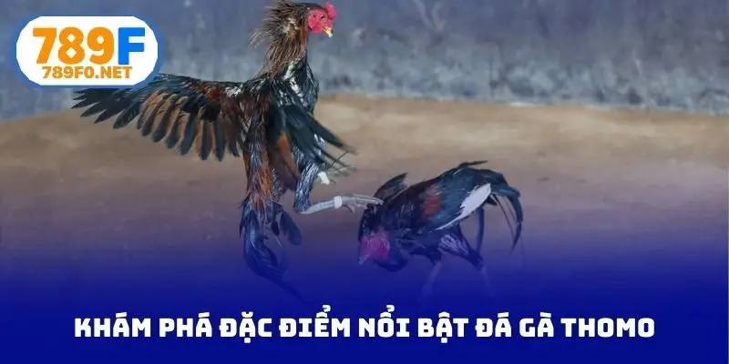 Khám phá đặc điểm nổi bật đá gà Thomo
