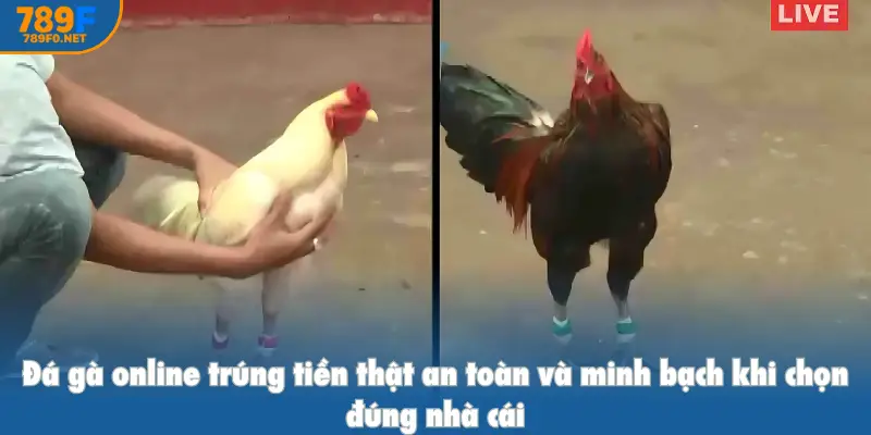 Đá gà online trúng tiền thật an toàn và minh bạch khi chọn đúng nhà cái