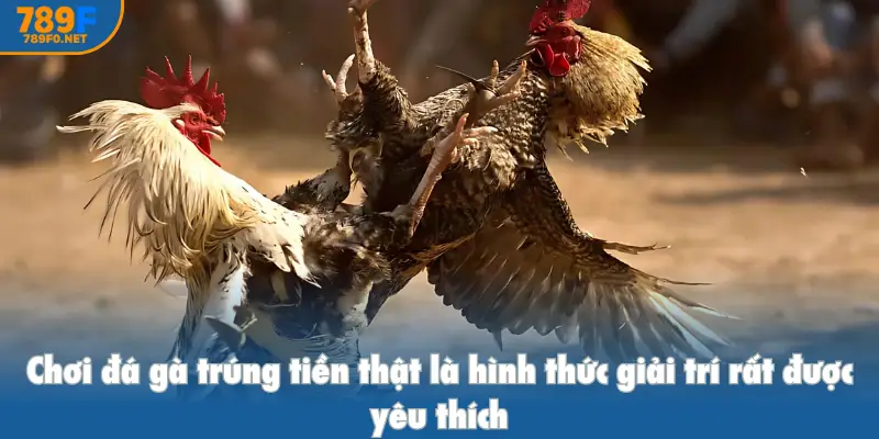 Chơi đá gà trúng tiền thật là hình thức giải trí rất được yêu thích